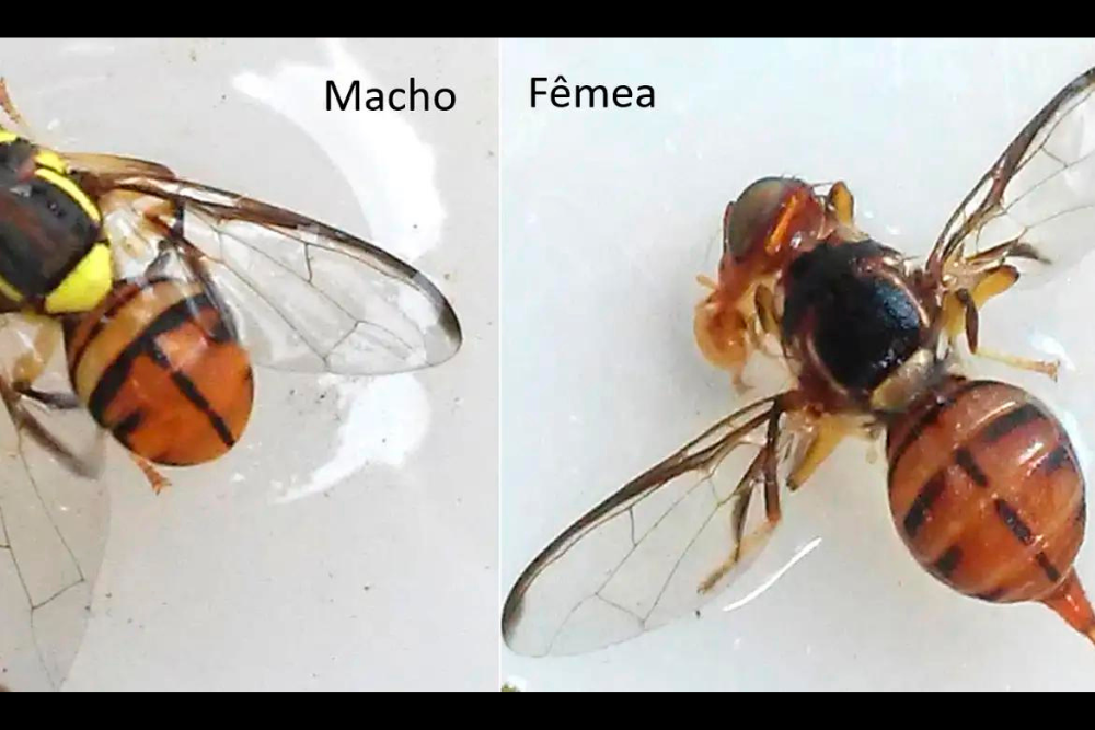 Mosca-da-carambola leva Amazonas à emergência fitossanitária Mosca-da-carambola leva Amazonas à emergência fitossanitária