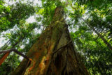 ProFloresta+ mobiliza 16 propostas e fortalece restauração florestal na Amazônia