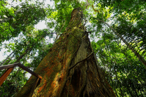 ProFloresta+ mobiliza 16 propostas e fortalece restauração florestal na Amazônia