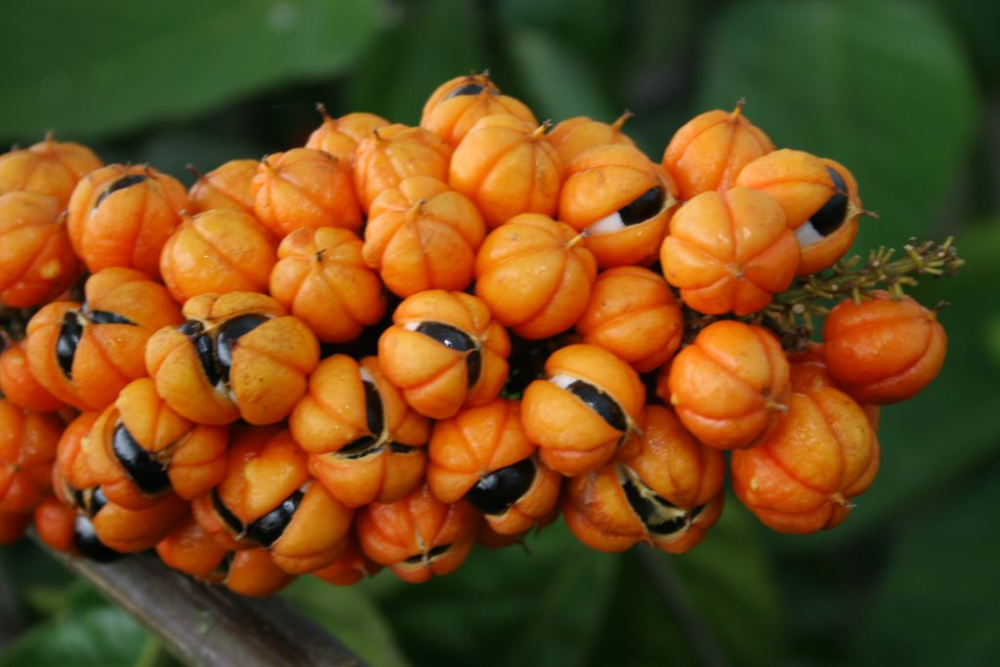 Em Manacapuru, workshop pretende impulsionar a cadeia produtiva do guaran&aacute;