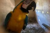 Poluição: no Brasil, aves estão fazendo ninhos com resíduos plásticos