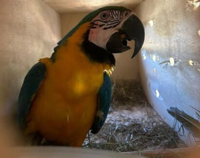 Poluição: no Brasil, aves estão fazendo ninhos com resíduos plásticos