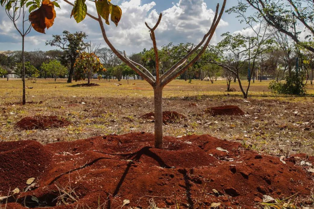 Brasil perdeu 16% de vegetação herbácea e arbustiva em 38 anos Brasil perdeu 16% de vegetação herbácea e arbustiva em 38 anos