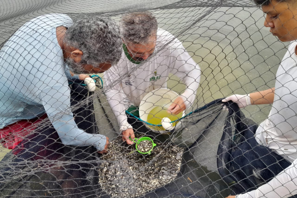 Piscicultores da Vila de Balbina recebem doa&ccedil;&atilde;o de 10 mil alevinos