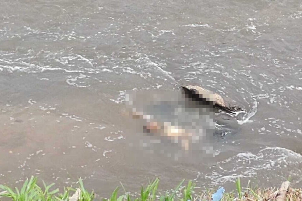Homem morto a facadas e tiros é encontrado boiando em igarapé no Aparecida Homem morto a facadas e tiros é encontrado boiando em igarapé no Aparecida