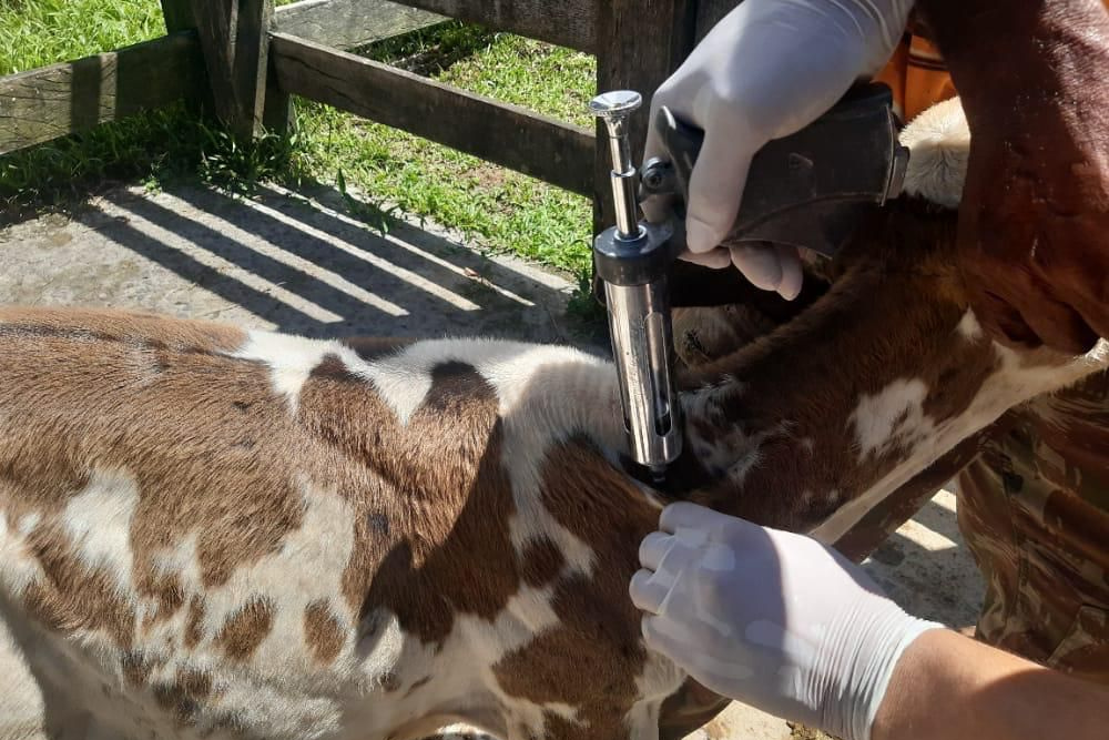 Médicos veterinários devem atualizar cadastro no programa de vacinação contra a brucelose Médicos veterinários devem atualizar cadastro no programa de vacinação contra a brucelose