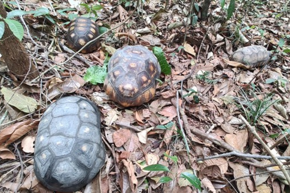 Ibama devolve p&aacute;ssaros e quel&ocirc;nios ao habitat no Amazonas