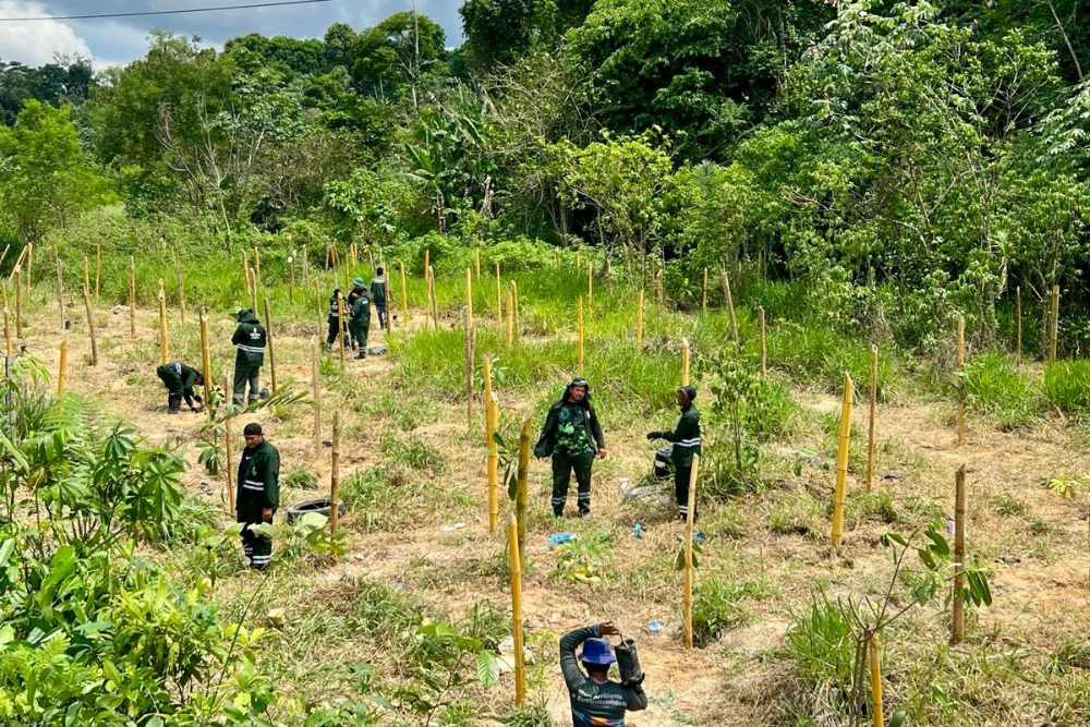 Área verde degradada na zona Norte recebe o plantio de mil mudas de árvores Área verde degradada na zona Norte recebe o plantio de mil mudas de árvores