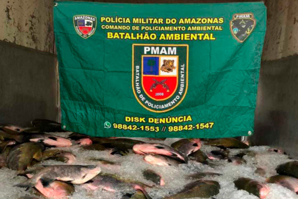 Em Manaus, PM apreende 1,5 tonelada de pescado ilegal avaliado em R$233 mil reais