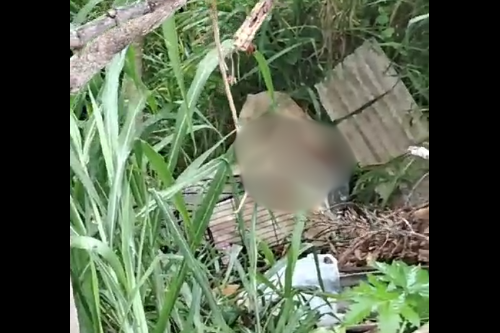 Mulher é encontrada morta dentro de carrinho de supermercado em área de mata no Alvorada Mulher é encontrada morta dentro de carrinho de supermercado em área de mata no Alvorada
