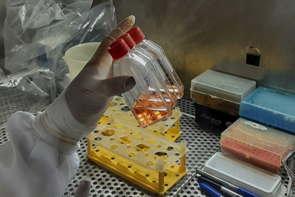 Bioativos naturais como alternativa no tratamento do câncer são tema de estudo Bioativos naturais como alternativa no tratamento do câncer são tema de estudo