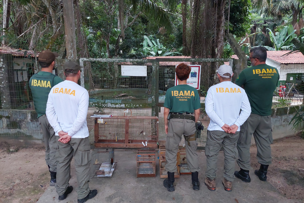 Ibama liberta 35 aves do mercado ilegal de pássaros no Amazonas Ibama liberta 35 aves do mercado ilegal de pássaros no Amazonas