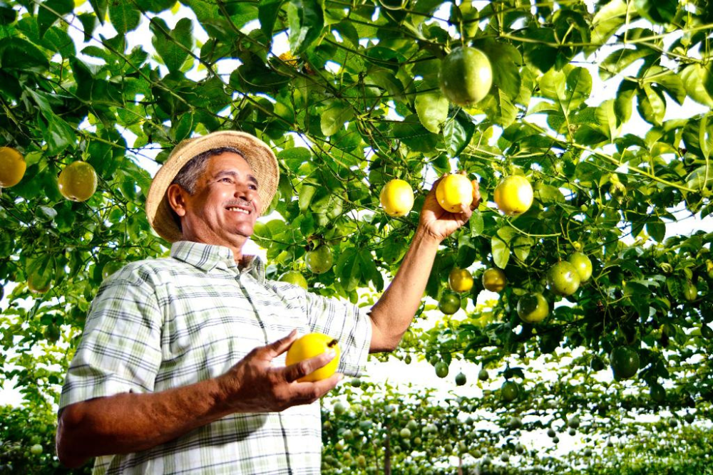 Amazonas ultrapassa metas do Programa Nacional de Alimentação Escolar e fortalece a agricultura familiar Amazonas ultrapassa metas do Programa Nacional de Alimentação Escolar e fortalece a agricultura familiar
