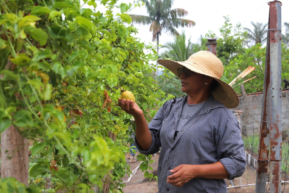 Programa Garantia Safra beneficia 397 agricultores familiares do Amazonas Programa Garantia Safra beneficia 397 agricultores familiares do Amazonas