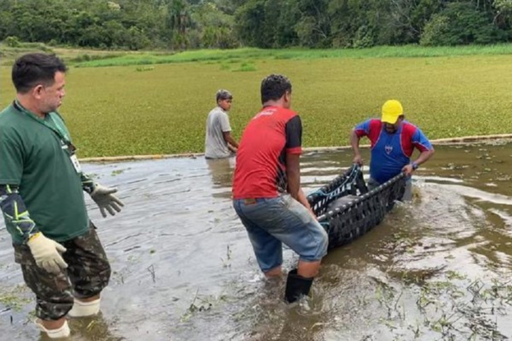 Inpa inicia reintegração de seis peixes-bois da Amazônia à natureza Inpa inicia reintegração de seis peixes-bois da Amazônia à natureza