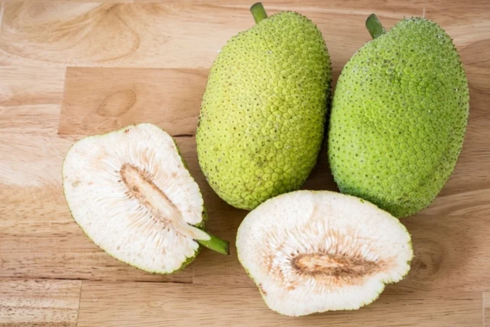Miniestufa com garrafa PET é criada para melhorar enraizamento de estacas da fruta-pão Miniestufa com garrafa PET é criada para melhorar enraizamento de estacas da fruta-pão