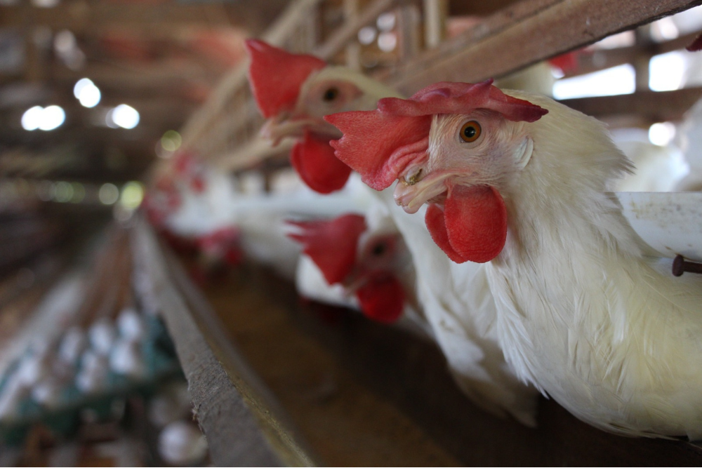 Em Presidente Figueiredo, agricultores familiares e pequenos avicultores recebem capacita&ccedil;&atilde;o 