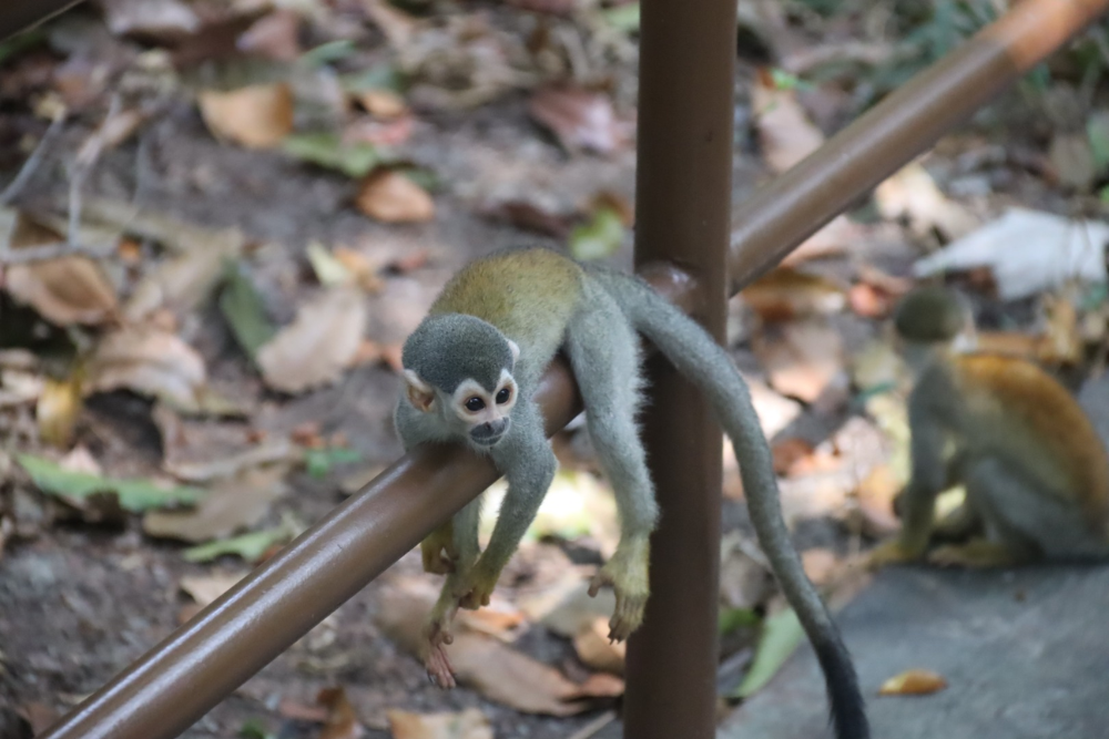 Bosque da Ci&ecirc;ncia &eacute; op&ccedil;&atilde;o nas f&eacute;rias para curtir a natureza amaz&ocirc;nica em Manaus