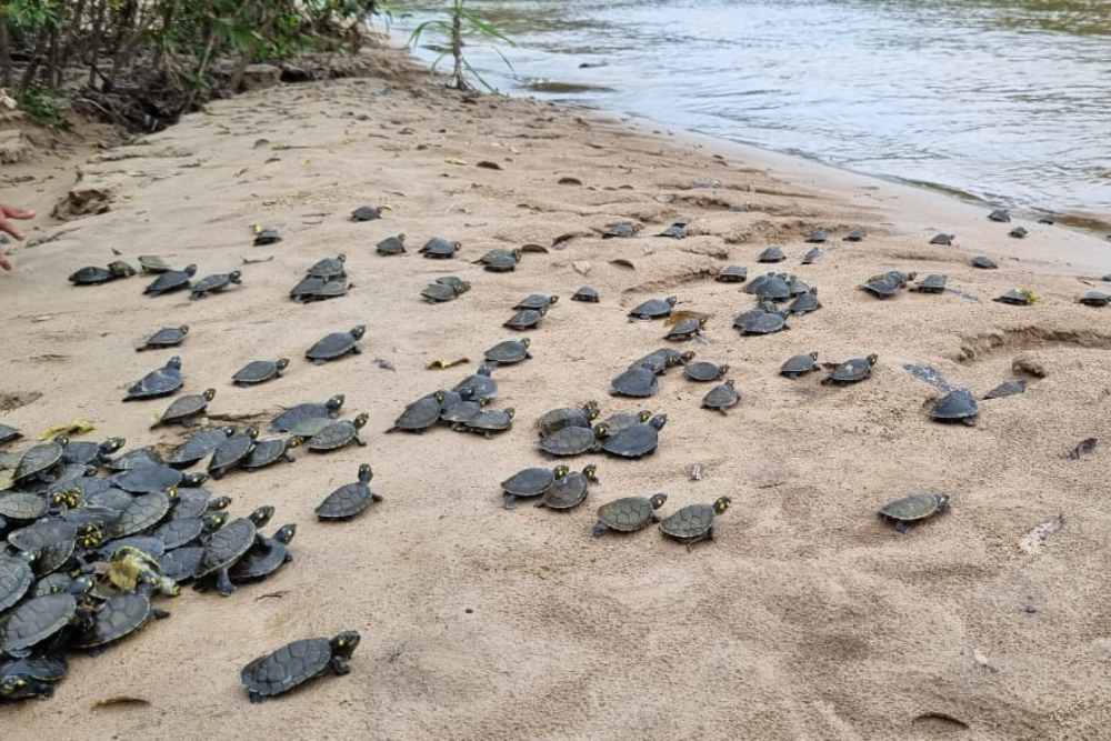 Em seis anos, número de quelônios soltos na Resex do Rio Gregório aumenta 99% Em seis anos, número de quelônios soltos na Resex do Rio Gregório aumenta 99%