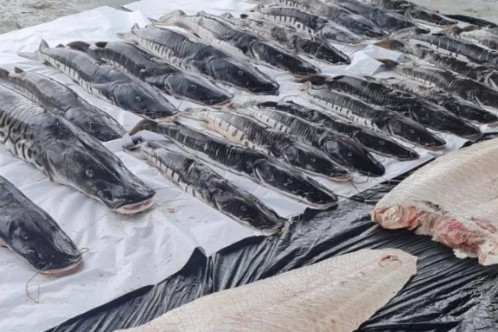 Brigada apreende pescado ilegal em embarca&ccedil;&atilde;o no Amazonas