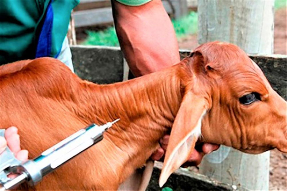 Vacinação contra a brucelose no Amazonas vai até 31 de maio Vacinação contra a brucelose no Amazonas vai até 31 de maio