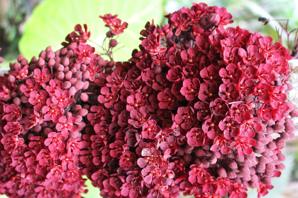 Estudo analisa perfis químicos de Plantas Não Convencionais para chás e fermentados Estudo analisa perfis químicos de Plantas Não Convencionais para chás e fermentados
