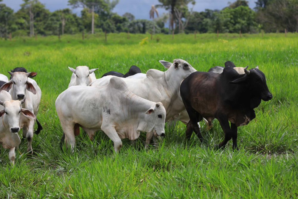 Adaf reforça importância da vacinação contra raiva em herbívoros em seis municípios do AM Adaf reforça importância da vacinação contra raiva em herbívoros em seis municípios do AM