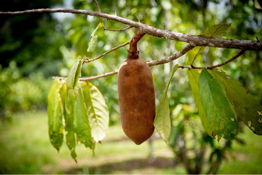 Com apoio da Fapeam, pesquisa incentiva o cultivo em cons&oacute;rcio de frutas amaz&ocirc;nicas