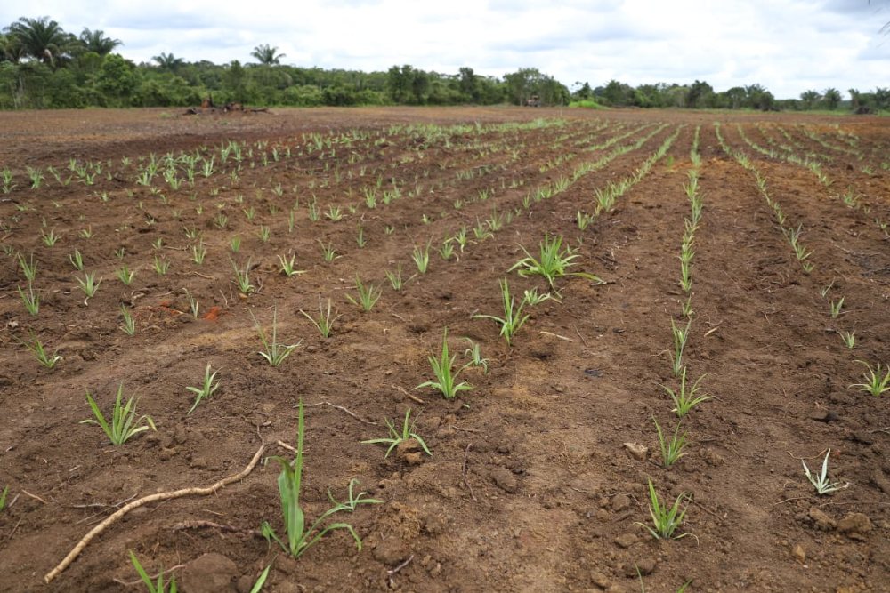 Idam vai oferecer extens&atilde;o rural a produtores de curau&aacute;