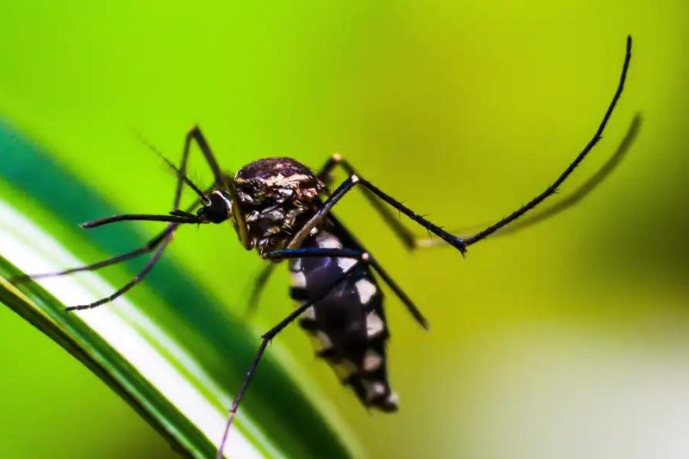 Pico da dengue deve ocorrer em meses diferentes nos estados brasileiros, diz MS