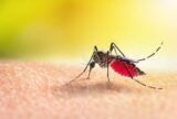Dengue faz três estados e DF decretarem situação de emergência