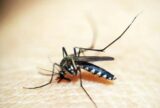 Ministério da Saúde define esta semana calendário de vacinação contra dengue