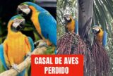 Sumiço de araras, mansas e registradas, mobiliza moradores da Vivenda Verde