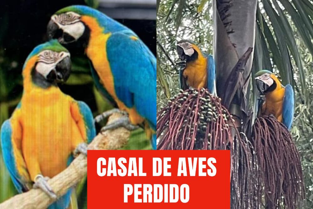 Sumi&ccedil;o de araras, mansas e registradas, mobiliza moradores da Vivenda Verde