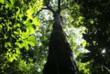 Países amazônicos defenderão fundo para preservar florestas