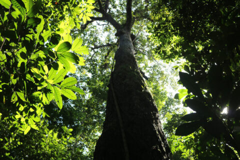 Países amazônicos defenderão fundo para preservar florestas