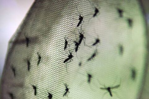 DF e quatro estados ainda não registraram casos de febre Oropouche em 2024
