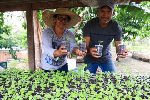 No Amazonas, ações de sustentabilidade doam copos plásticos 'reciclados' para plantio de mudas