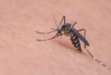 Mudanças climáticas podem ampliar infestação de mosquito Aedes no Rio
