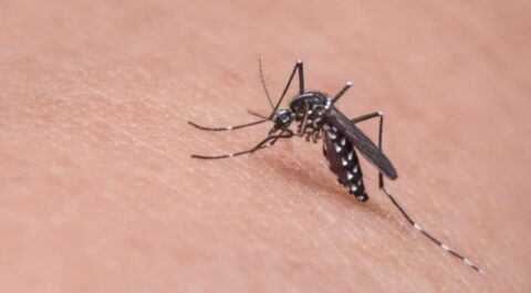 Mudanças climáticas podem ampliar infestação de mosquito Aedes no Rio