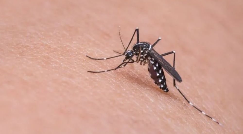 Mudanças climáticas podem ampliar infestação de mosquito Aedes no Rio Mudanças climáticas podem ampliar infestação de mosquito Aedes no Rio