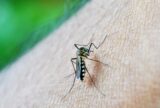 Brasil ultrapassa meio milhão de casos prováveis de dengue