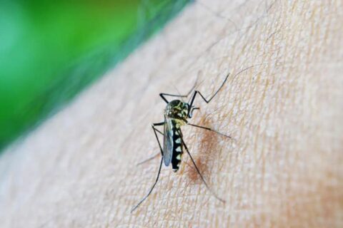 Brasil ultrapassa meio milhão de casos prováveis de dengue