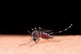 Hemorragia não é o principal sintoma da dengue grave; entenda