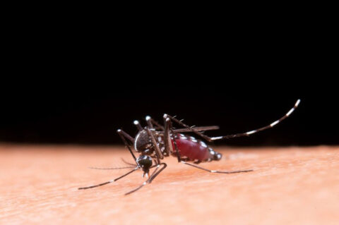 Hemorragia não é o principal sintoma da dengue grave; entenda