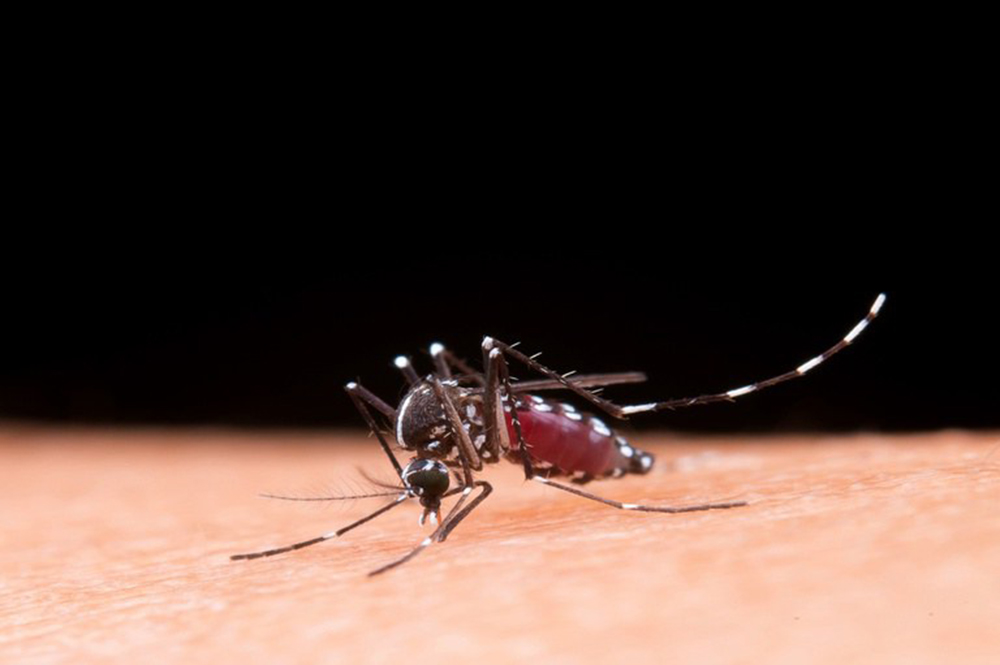 Hemorragia não é o principal sintoma da dengue grave; entenda Hemorragia não é o principal sintoma da dengue grave; entenda