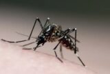 Belo Horizonte e outros 47 municípios de MG decretam situação de emergência pela dengue