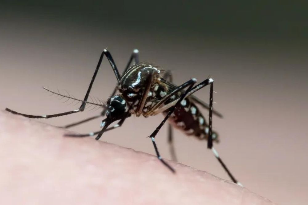 Belo Horizonte e outros 47 municípios de MG decretam situação de emergência pela dengue Belo Horizonte e outros 47 municípios de MG decretam situação de emergência pela dengue