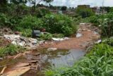 Universidade de Brasília faz pesquisas para controlar mosquito da dengue
