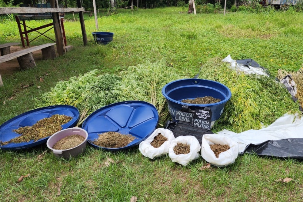 Opera&ccedil;&atilde;o desmantela planta&ccedil;&atilde;o de maconha no interior do Amazonas